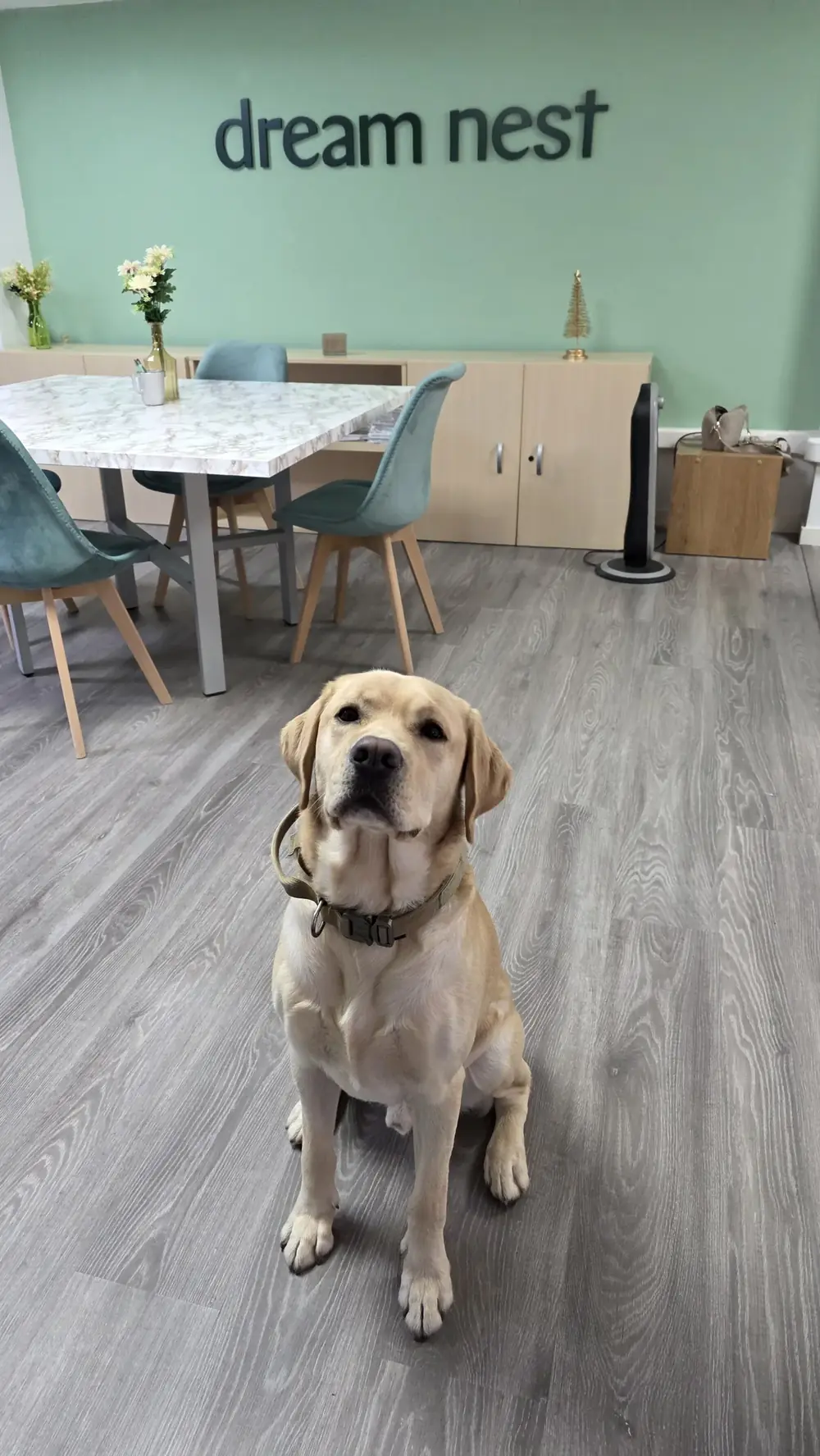 Gus, the office dog, at Dream Nest